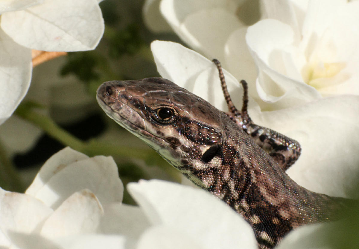 Podarcis muralis